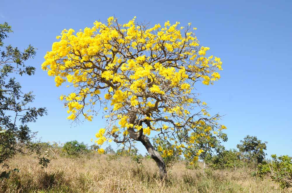 Ipê-amarelo, árvore típica do Cerrado