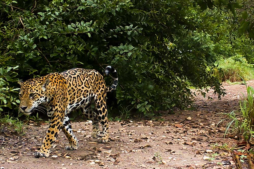 Importante corredor biológico (Cerrado ao Pantanal)