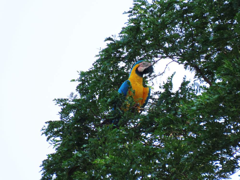 Ara ararauna (Arara Canindé)