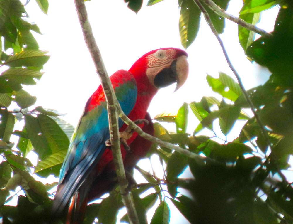 Ara chloropterus (Arara Vermelha)