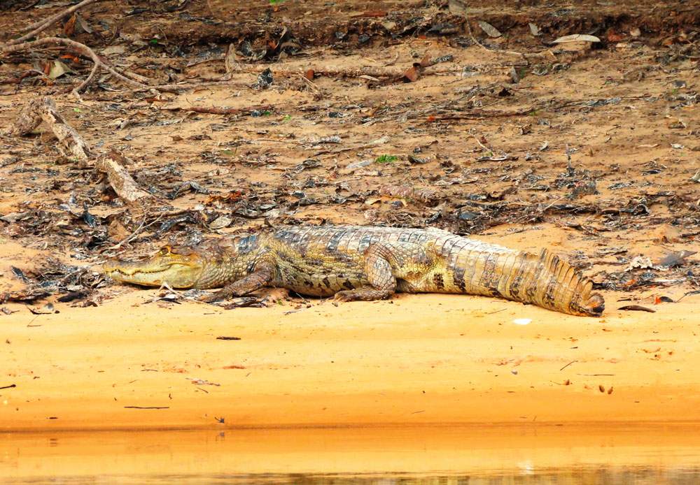 Caiman crocodilus (Jacaretinga)