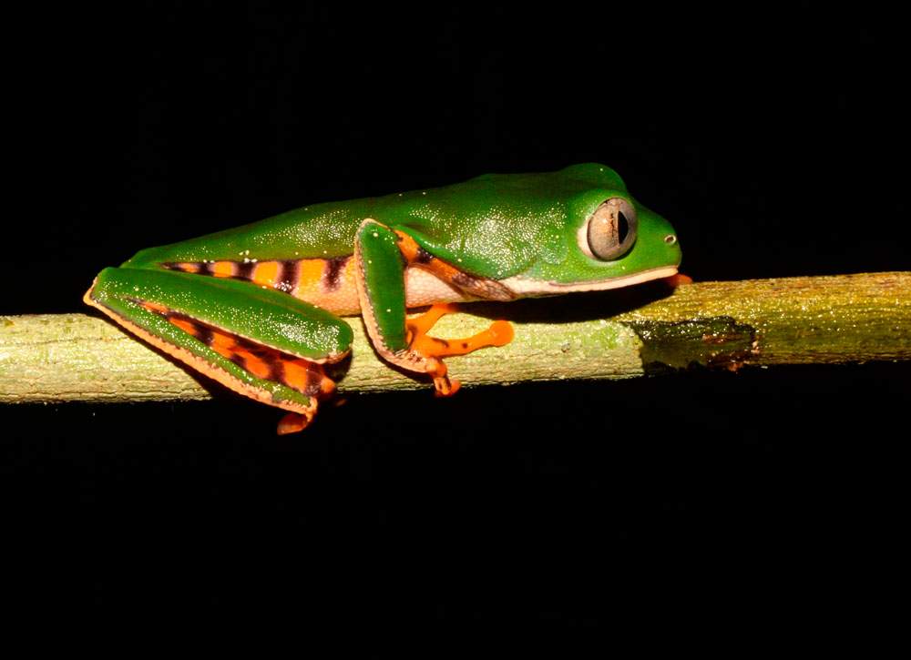 Callimedusa tomopterna (Perereca da Folhagem)