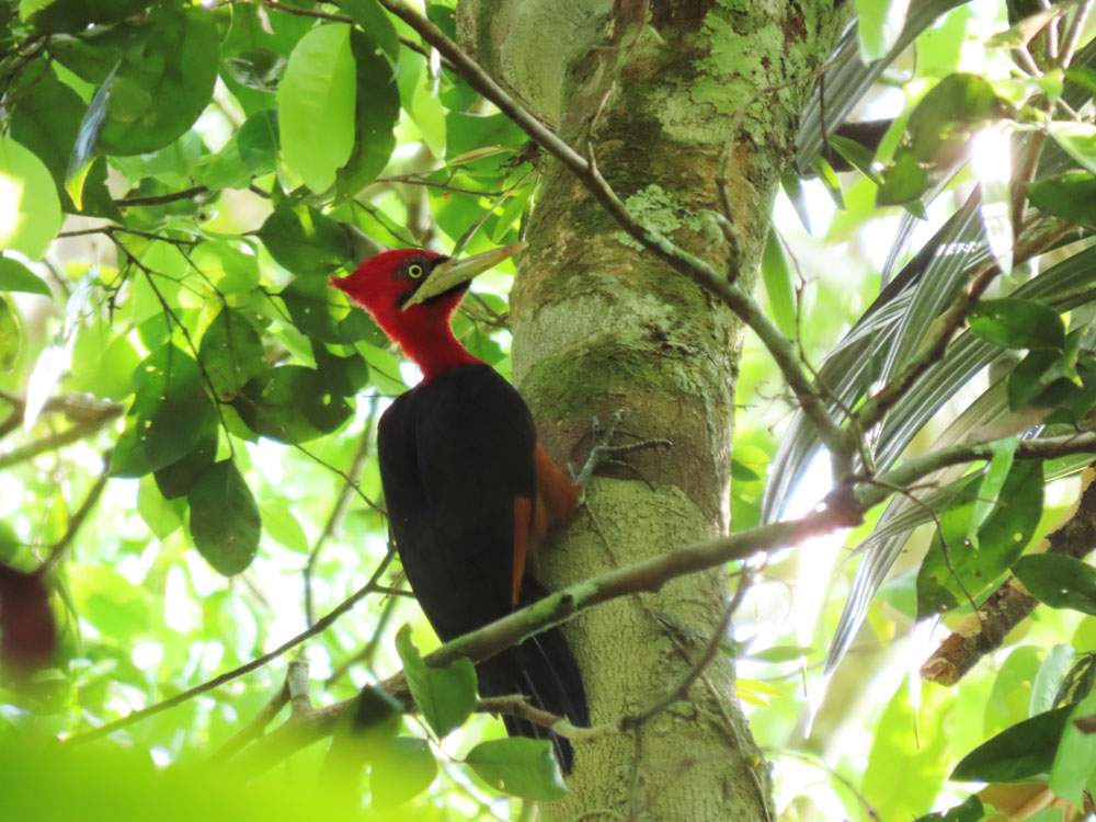 Campephilus rubricollis (Pica Pau de Banda Vermelha)