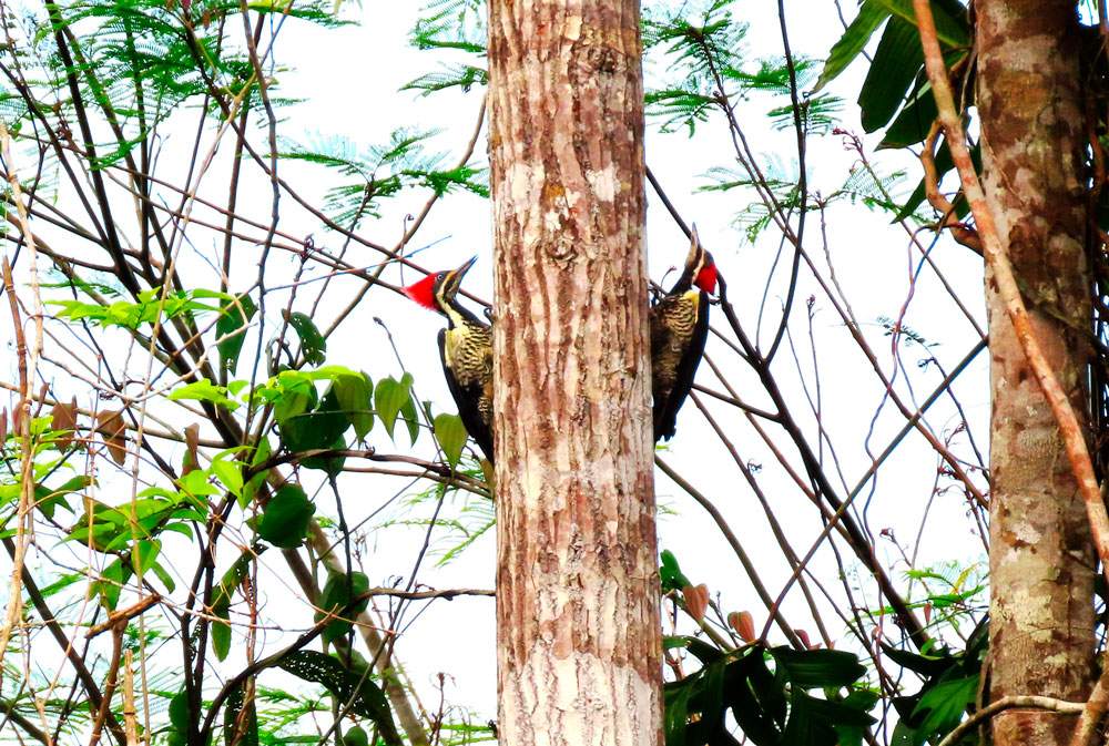 Dryocopus lineatus (Pica Pau de Banda Branca)